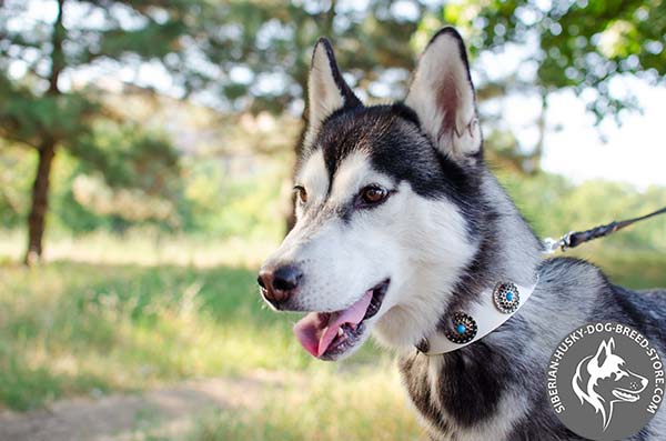 Dog leather collar adorned with stones