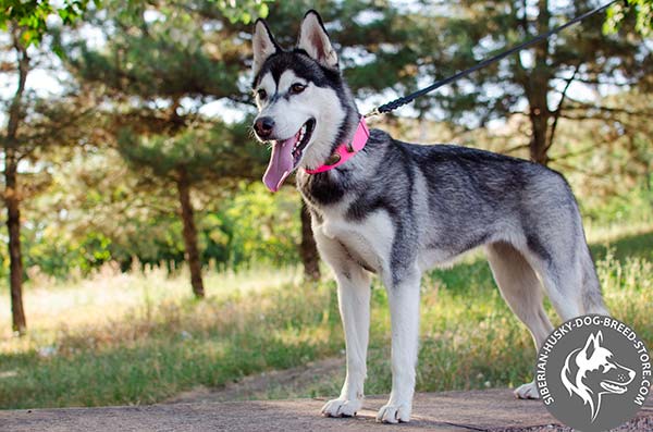 Siberian Husky genuine leather collar