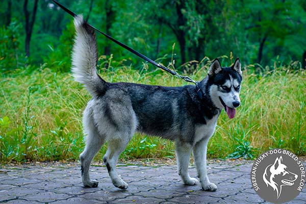 Unmatchable Siberian Husky collar