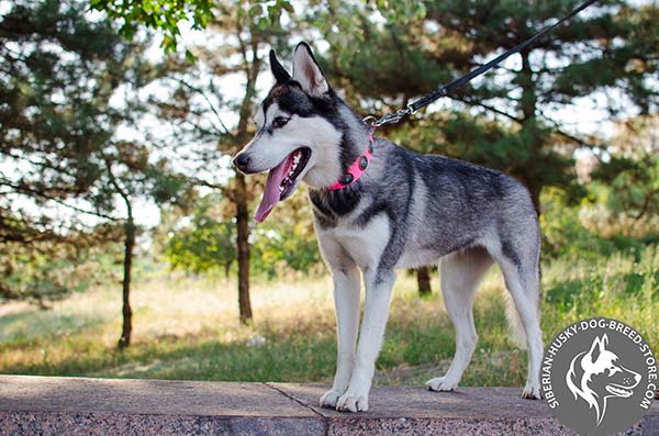 Genuine leather Siberian Husky walking collar