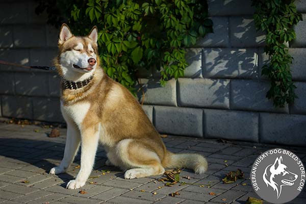 Pure leather dog collar for walking in style