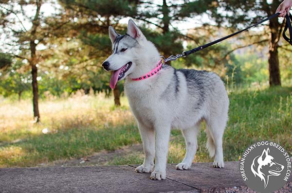 Siberian Husky collar for walking in vogue