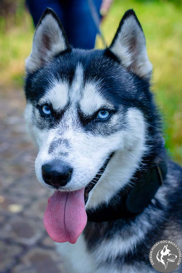 Siberian Husky collar with waxed edges