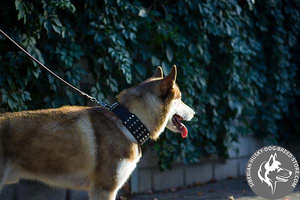 Siberian Husky wide studded leather collar