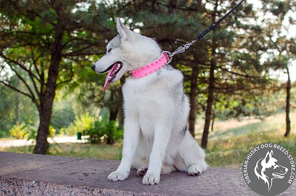 Siberian Husky female collar