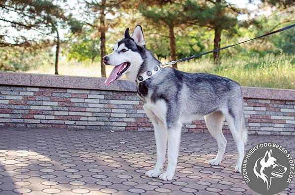 Stlysh genuine leather Siberian Husky collar