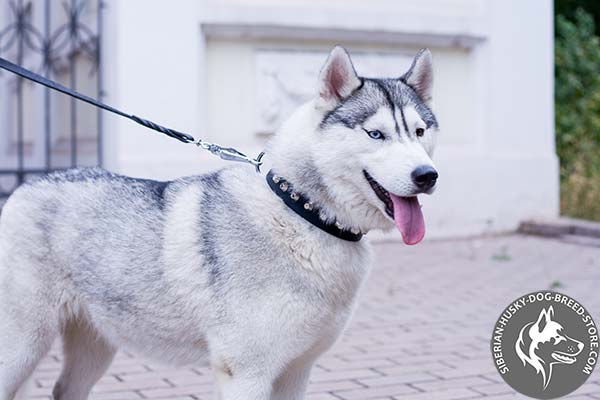 Siberian Husky collar with cones