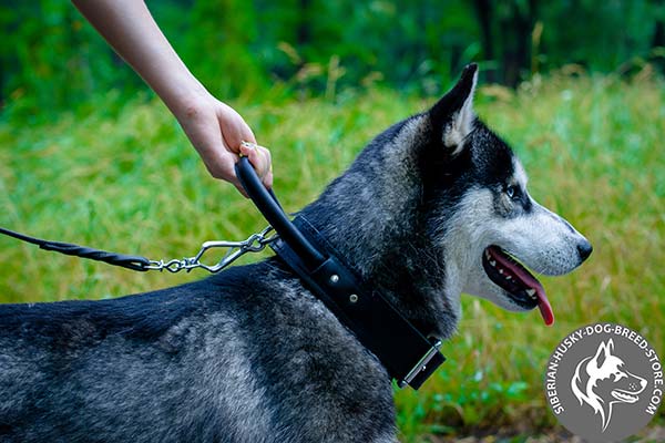 Siberian Husky collar with handle