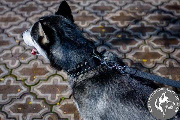 Siberian Husky collar with sturdy D-ring for leash attachment