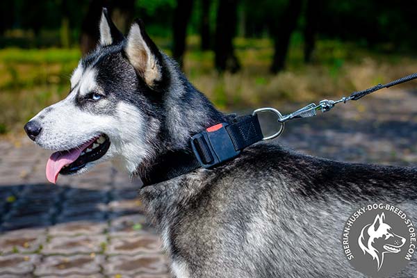 Siberian Husky long-lasting nylon collar for quick handling