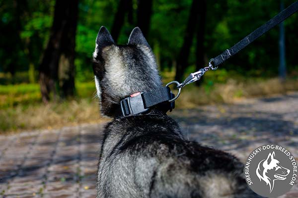 Quick-to-adjust Siberian Husky collar
