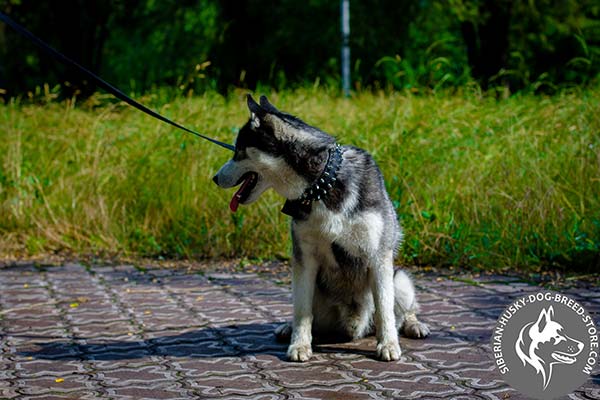 Siberian Husky weatherproof nylon collar