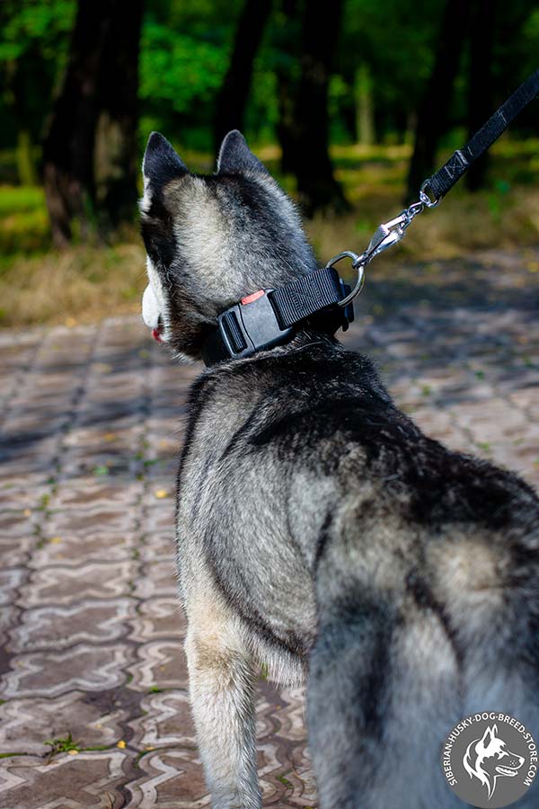 Siberian Husky collar with D-ring for leash attachment