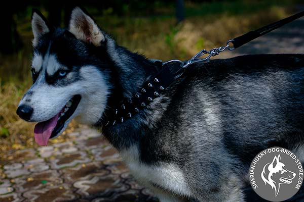 Siberian Husky nylon collar with spikes