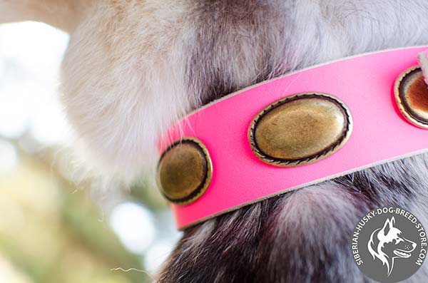 Siberian Husky pink collar