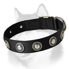 Siberian Husky breed nylon dog collar with conchos