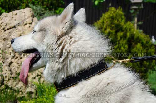 Siberian Husky collar Nappa leather padded