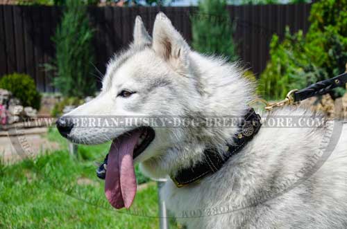 Siberian Husky collar made of leather