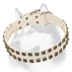 Studded white dog collar for Siberian Husky