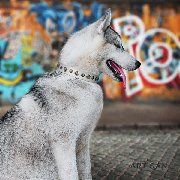 Siberian Husky remarkable embellished full grain leather dog collar for comfy wearing