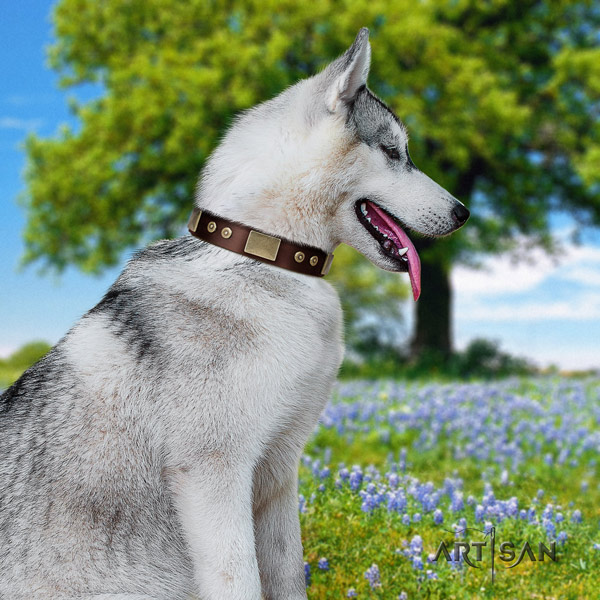 Siberian Husky trendy studded genuine leather dog collar