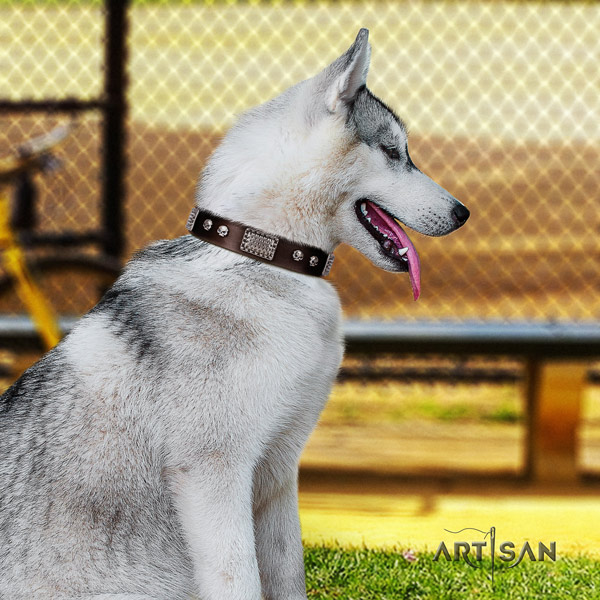 Siberian Husky stylish studded full grain leather dog collar