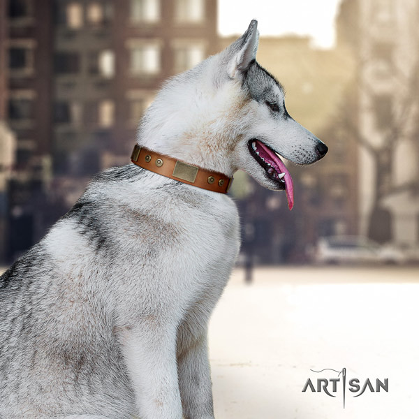 Siberian Husky exquisite embellished full grain genuine leather dog collar