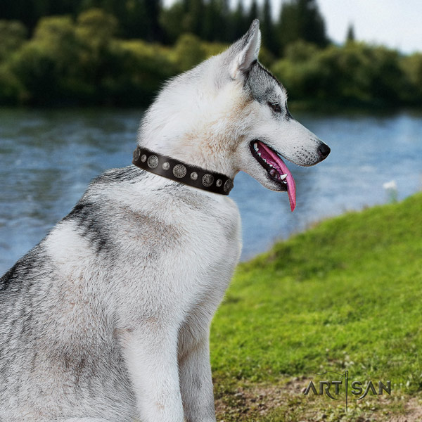 Siberian Husky incredible decorated full grain leather dog collar for handy use