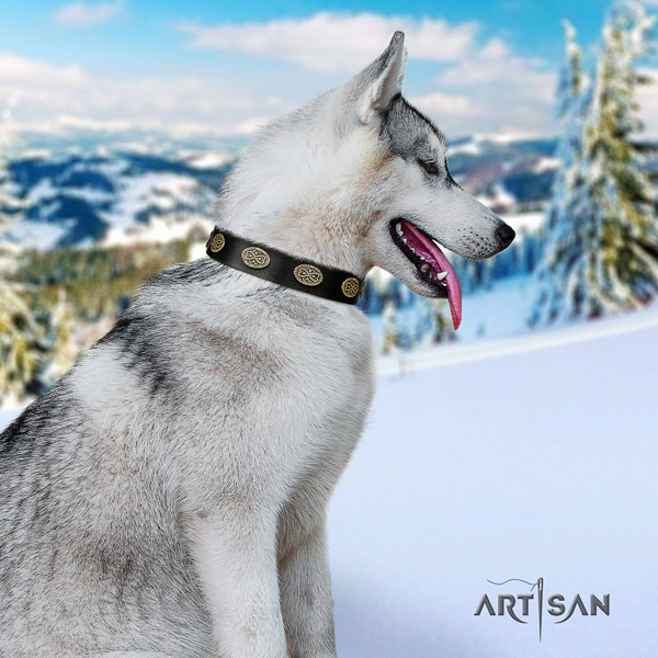 Siberian Husky extraordinary studded natural genuine leather dog collar