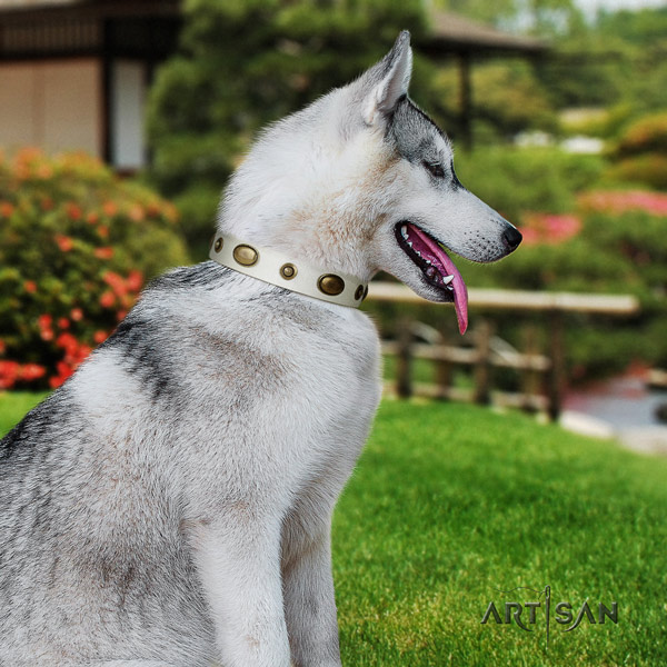 Siberian Husky stunning studded natural leather dog collar for everyday walking