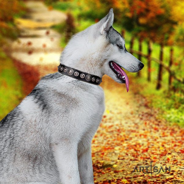 Siberian Husky impressive studded leather dog collar