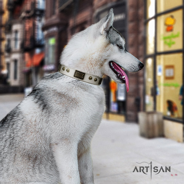 Siberian Husky extraordinary studded full grain genuine leather dog collar for comfy wearing