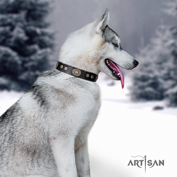 Siberian Husky impressive adorned natural genuine leather dog collar