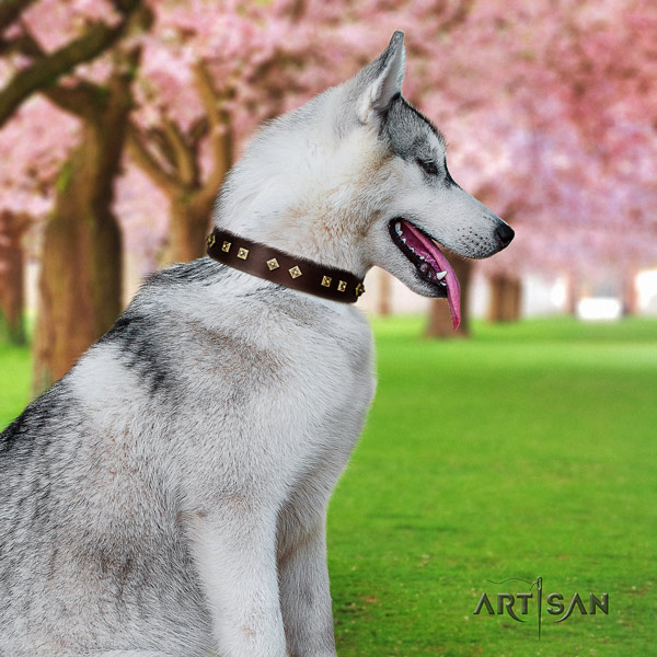 Siberian Husky extraordinary studded leather dog collar