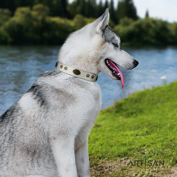 Siberian Husky stylish studded full grain genuine leather dog collar for walking