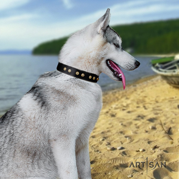 Siberian Husky trendy adorned full grain genuine leather dog collar