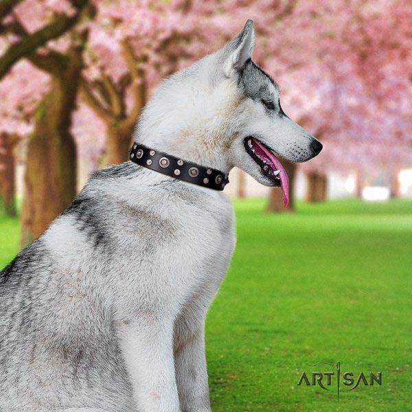 Siberian Husky exquisite decorated full grain genuine leather dog collar