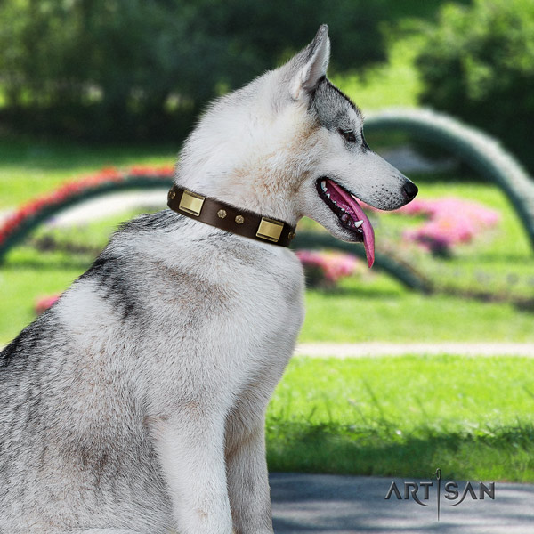 Siberian Husky trendy studded full grain genuine leather dog collar