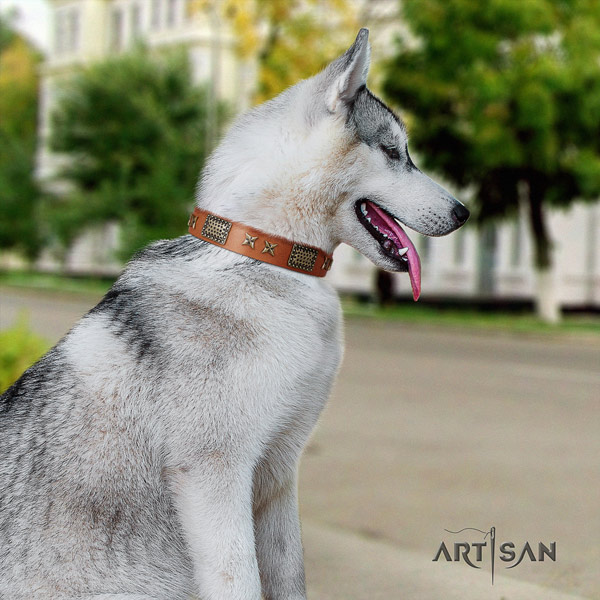 Siberian Husky exceptional studded full grain genuine leather dog collar