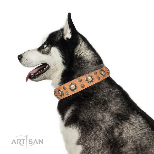 Siberian Husky full grain natural leather collar with reliable D-ring for walking