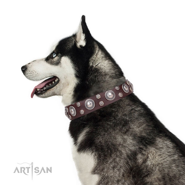 Siberian Husky full grain genuine leather collar with corrosion proof hardware for daily use