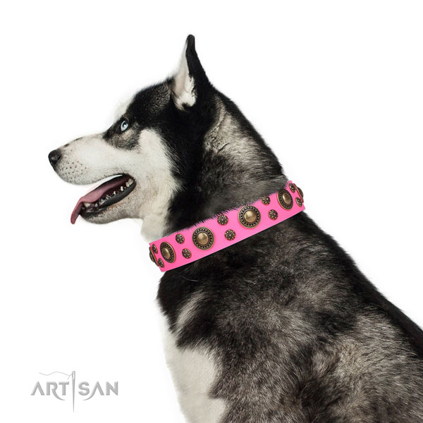 Siberian Husky leather collar with reliable buckle for basic training