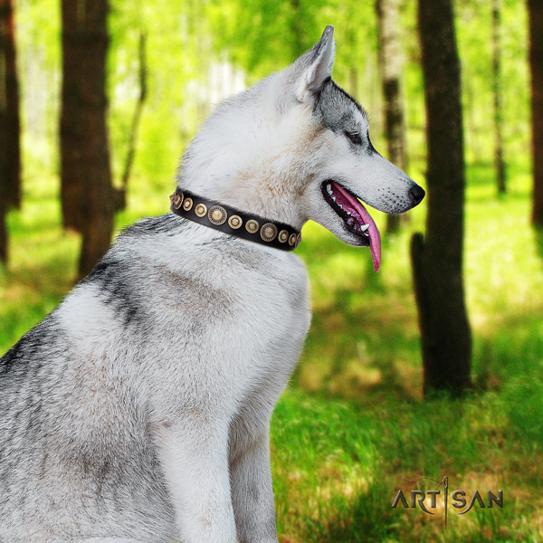 Siberian Husky stylish design studded natural genuine leather dog collar