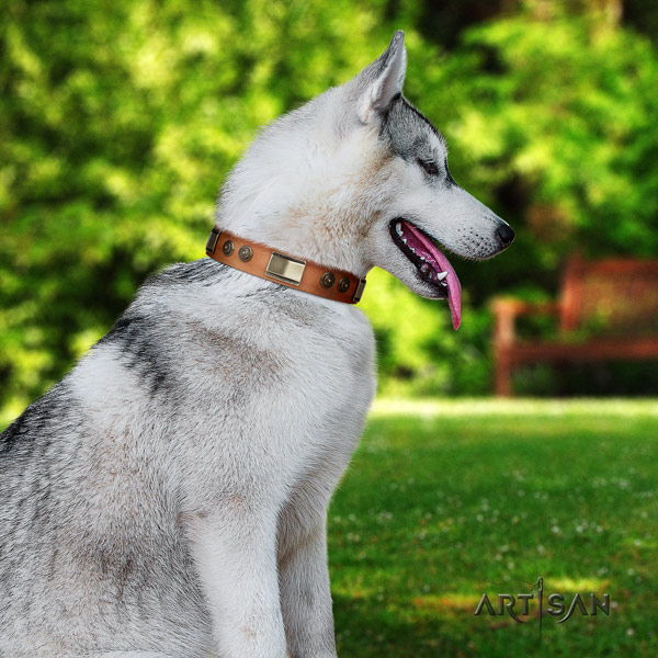 Siberian Husky incredible decorated leather dog collar