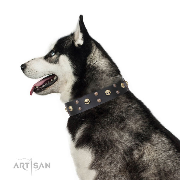 Siberian Husky genuine leather collar with rust resistant hardware for daily use