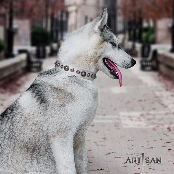 Siberian Husky exceptional studded natural genuine leather dog collar
