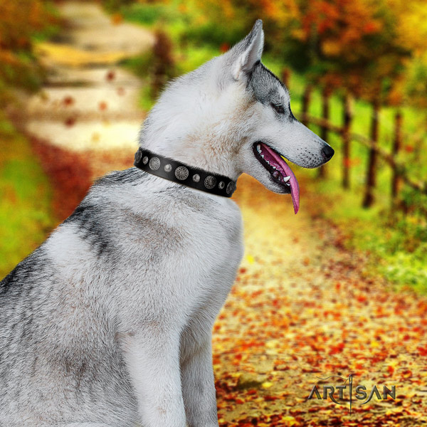 Siberian Husky awesome decorated full grain natural leather dog collar for comfortable wearing