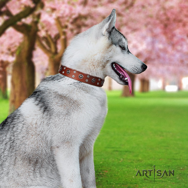 Siberian Husky remarkable embellished full grain leather dog collar