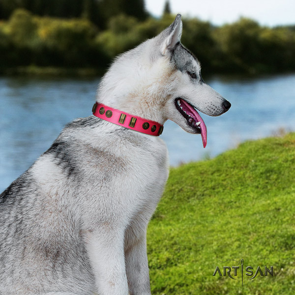 Siberian Husky amazing adorned full grain genuine leather dog collar for fancy walking