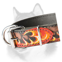 Siberian Husky fashion dog collar with shiny hardware